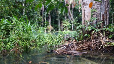 2018-03-09-212528_AltaFloresta_Ebbi.jpg
