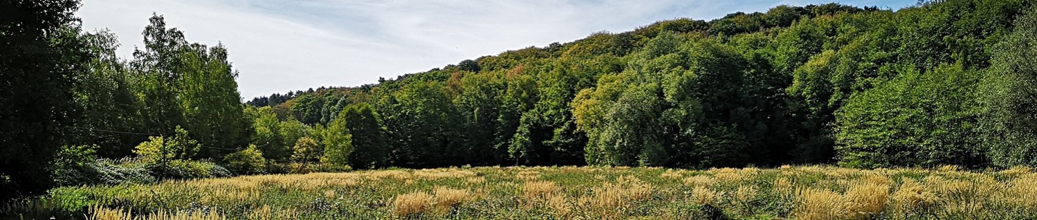 Banner Probsteiger Wald.jpg