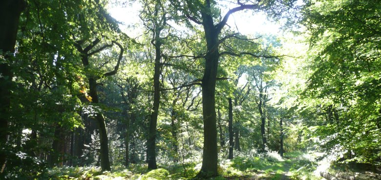 Probsteier Wald