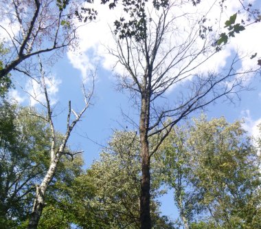 Klimawandel im Wald