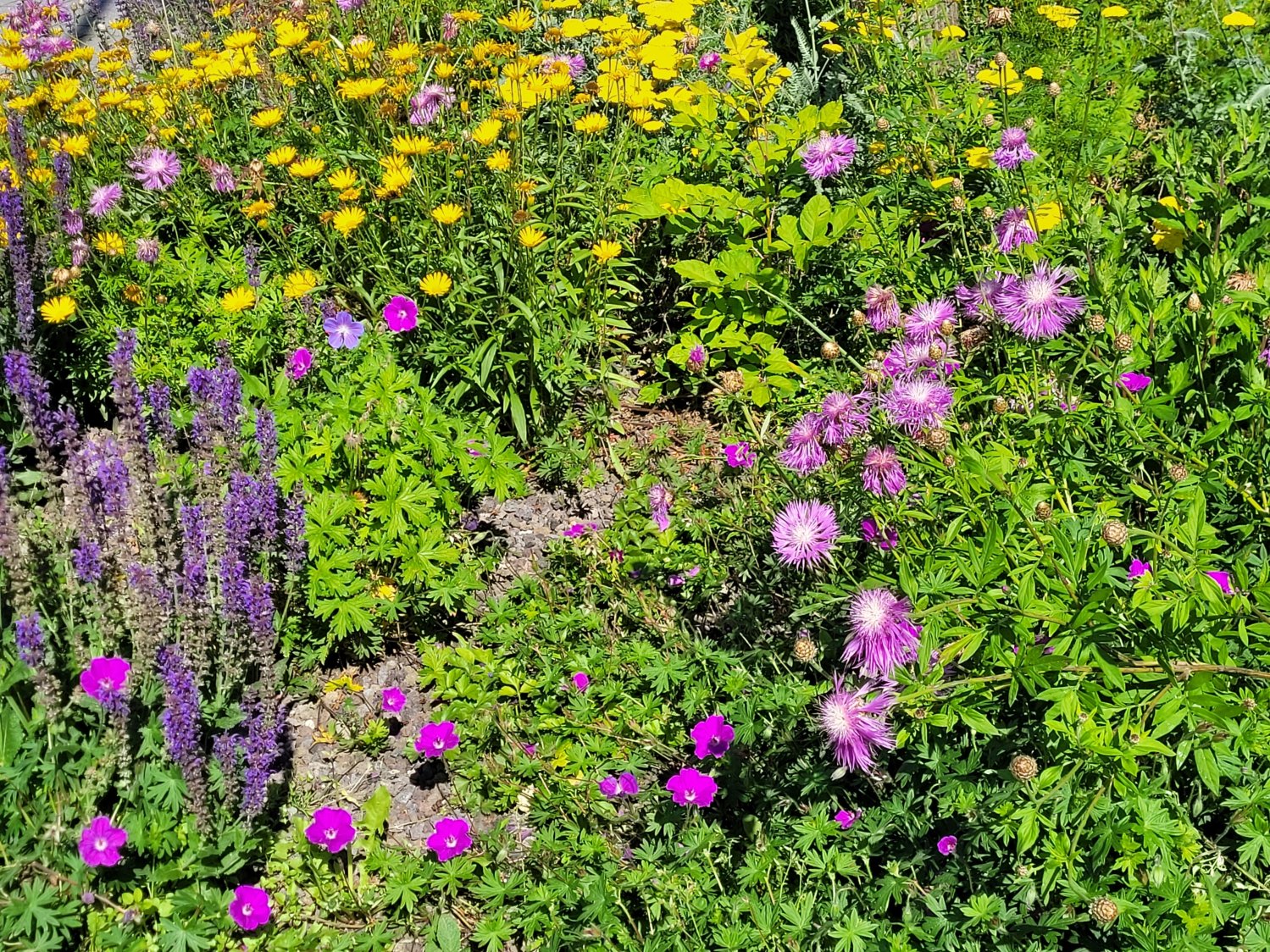 Banner Natur Umwelt.jpg