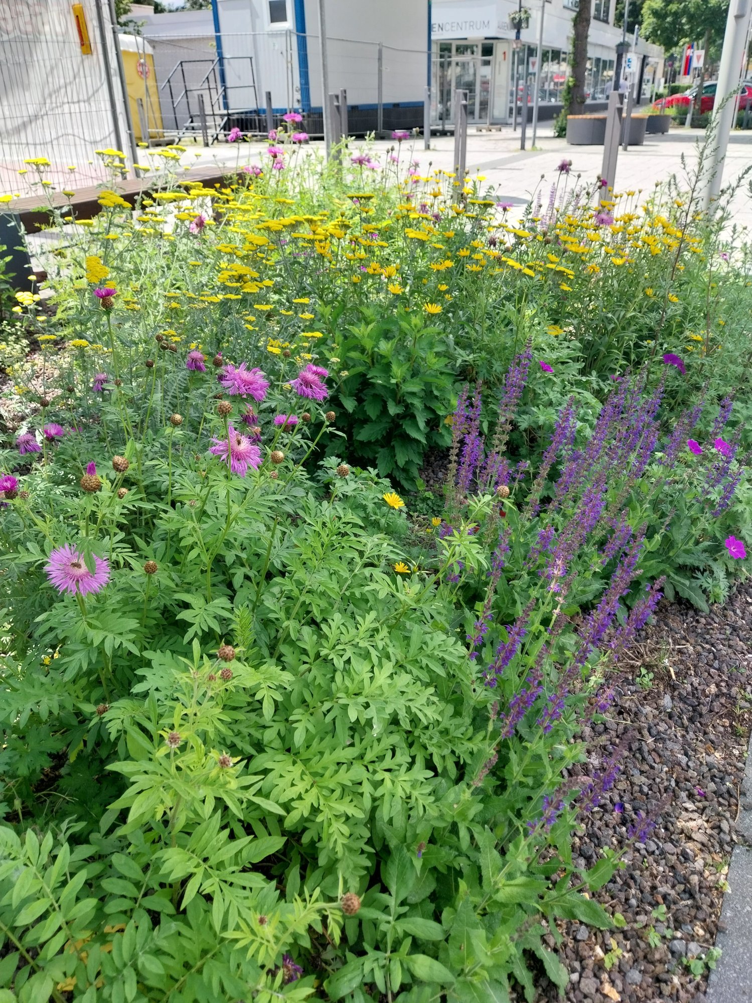 Baumbeet vor der Dreieinigkeitskirche Baumbeet an der Dreieinigkeitskirche