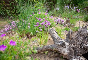 Naturnaher Magerstandort im Garten