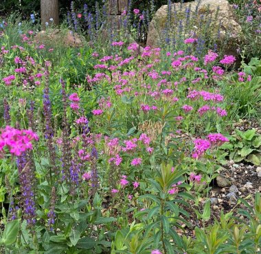 Staudenbeet für Wildbienen